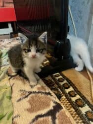 кролик декоративный: Очень ухоженная но помотанная кошечка дворняжка напоминает породу — 5