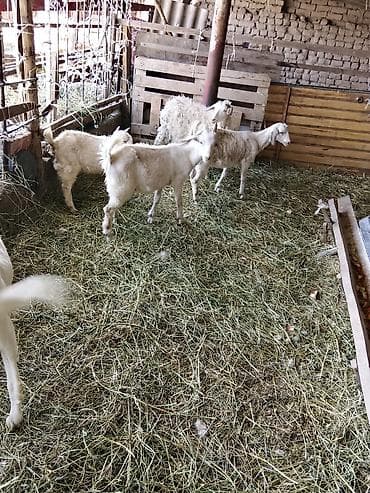 купить кролик: Продаю | Коза (самка) | Для разведения — 1