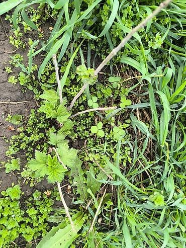 красная рыба: Красная смородина саженцы 2-х летка . Цена окончательная . Нижняя — 8