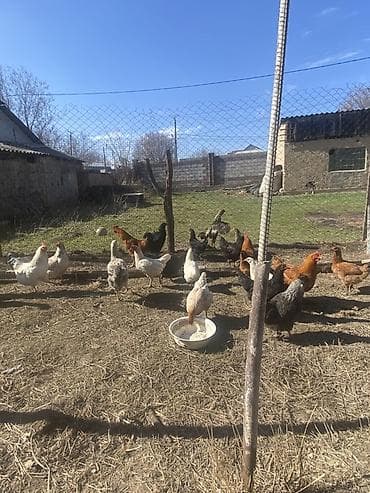 яйца инкубатор: Продаю | Куры | Домашняя | Для разведения — 3