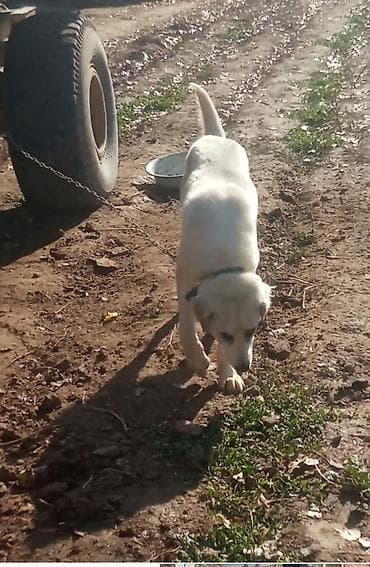 Башка жаныбарлар: Алабай, 10 айлык, Ургаачы, Ит тегин тастыктоочу документ — 3