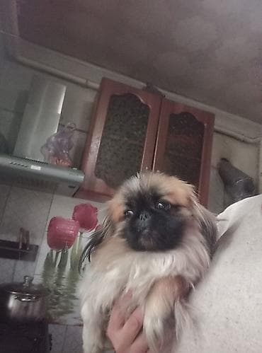 собака породы звонок: Порода: пекинес (миниатюрная декоративная собака)мальчик 1 год,готов — 2