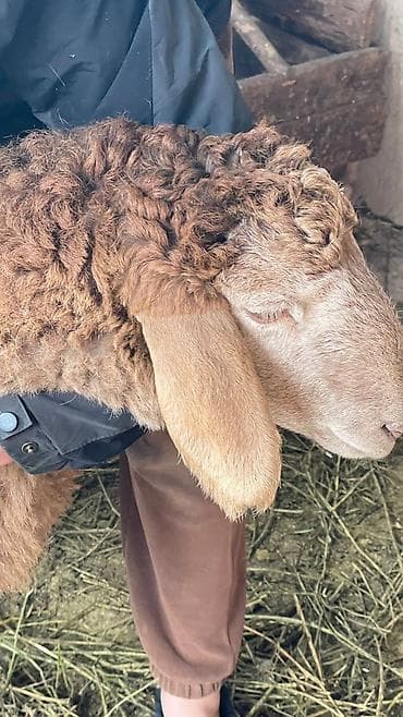 курдючный баран: Продаю | Овца (самка) | Для разведения | Племенные — 4