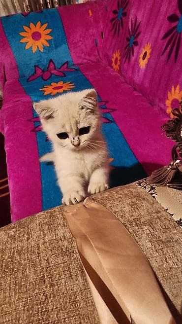 Британская короткошёрстная, 3 месяца, Мальчик, Серебристая шиншилла, Приучена к лотку