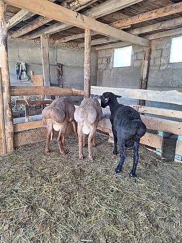 купить птиц: Продаю | Баран (самец) | Для разведения | Племенные — 7