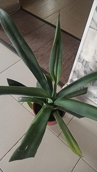 кактусы бишкек: Агава, привозила детку с южной Америки. Район Ошского рынка — 2