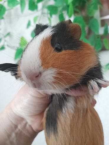 день сяпина: Морские свинки, мальчики и девочки, возраст 2,5 месяца — 5