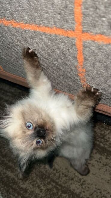 продам домик для кошки: Тайская, 2 месяца, Девочка, Приучена к лотку — 4