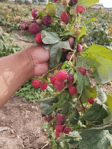 куплю офисный стол: Малина сорт полька (ремонтантная, крупноплодная) — посадочный материал — 2