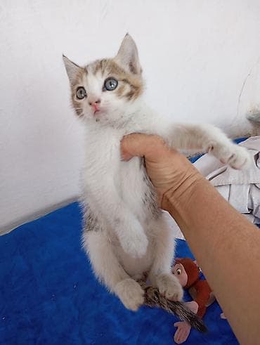 d cat: Котёнок, короткошёрстный, окраса бело-тигровый (табби с белым) — 3