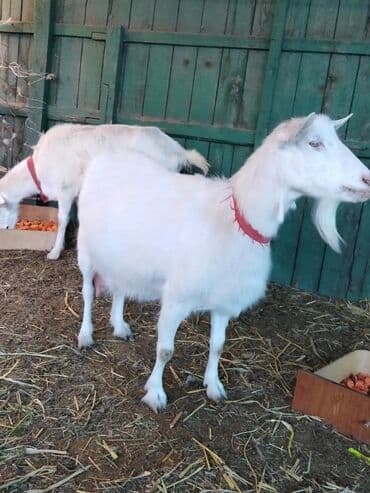 домашние птицы: Продаю | Козёл (самец) | Битал, Зааненская | Для разведения — 16