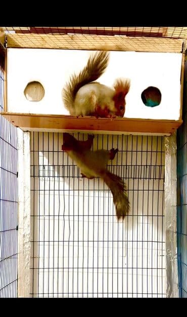 собака доберман сколько стоит: <<<БЕЛКИ~БЕЛОЧКИ>>> Вальерные белочки самцы, самки — 3