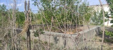 колоновидные яблони: 6 соток, Для бизнеса, Красная книга — 2