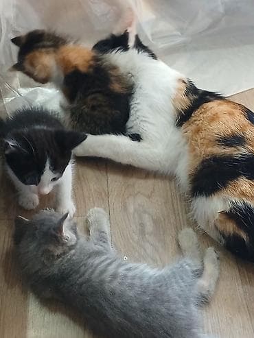 кошка домик: 1 месяц, Девочка, Белый — 8