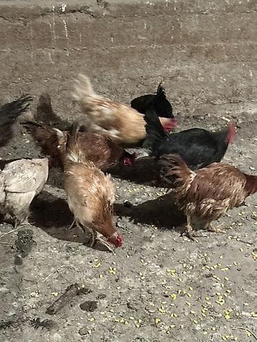 клетка для перепел: Продаю | Куры, Петух, Цыплята | Домашняя, Кучинская | На забой, Для разведения, Несушки — 2