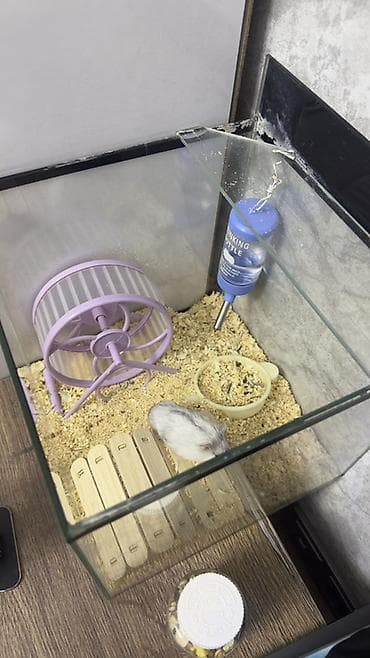 хаски маленькие цена: Хомяк с полным комплектом для содержания. Продаю потому что аллергия — 1