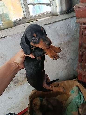 порода такса: Щенки таксы, гладкошерстные, стандарт/мини - Окрас: шоколад с — 4