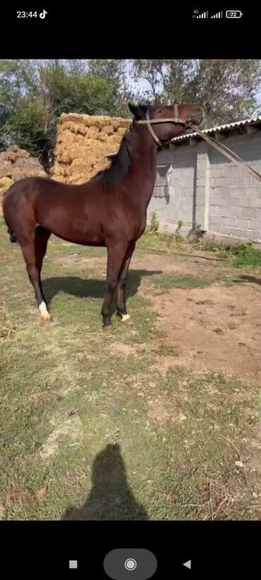 Иттер: Сатам | Байтал | Жумушка — 8