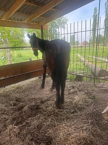 делфин на заказ: Продаю | Кобыла (самка) | На забой, Рабочий — 1