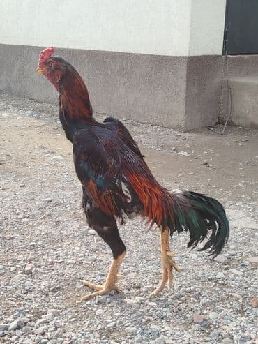 ак кой: Дакан короз сатылат тумшугу усту кеткен алмашу жолдору бар адрес — 4