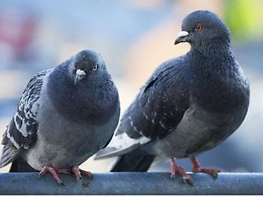 дикий голуб: Отдам даро голубинный помет. самовывоз, выйдет более 300 мешков — 1