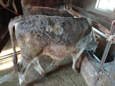 коровы высокоудойные: Продаю | Музоо, торпок | На откорм | Привязанные — 9