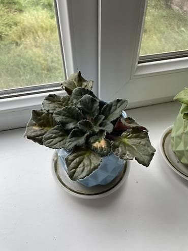 Фиалки и глоксинии: Коллекция сенполий (узамбарских фиалок) в декоративных кашпо. Состав — 2
