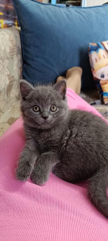 ласки: Британские котята, окрасы: сплошной голубой и тигровый табби. - — 1