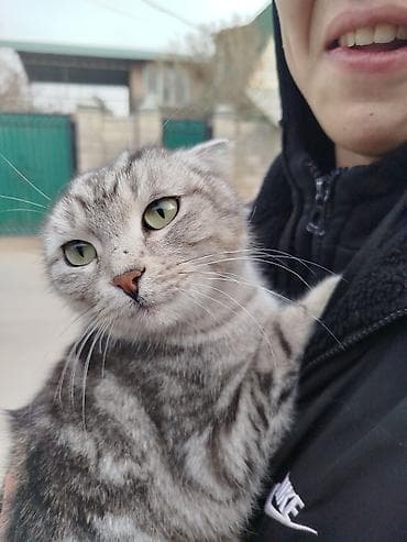 Пушистый друг — домашняя кошка с яркими зелёными глазами и