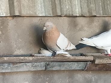 Ветеринар кызматы: Тасманы, пара голубь и голубка! Начинают играть очень хорошие.Пара — 6