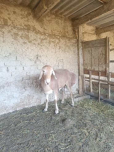 коровы каракол: Продаю | Баран (самец) | Арашан | Для разведения | Племенные — 3
