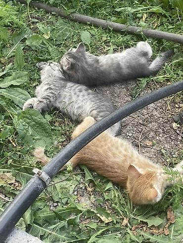 Кошка даром: Беспородная, 2 месяца, Девочка, Приучена к лотку