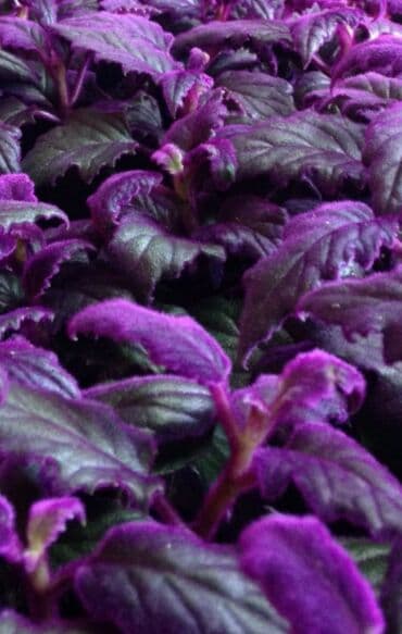 садовая тачка цена: Распродажа Гинура по 100 сом — 1