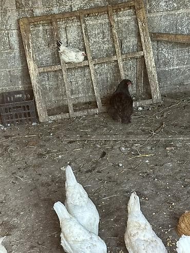 яйца куриные: Продаю | Куры | Домашняя | Для разведения, На забой, Несушки — 3