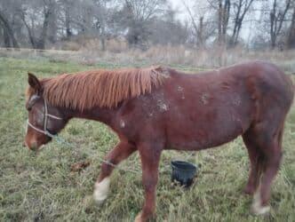 собака доберман сколько стоит: Продаю | Жеребец | Конный спорт — 3
