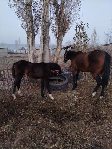 сколько стоит померанский шпиц в бишкеке: Продаю | Жеребенок | Для разведения — 2