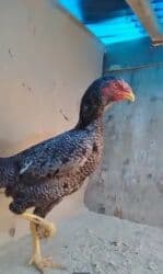 срочно продаю в связи с переездом: Сатам | Тооктор | Тебиштирүүчү | Көбөйтүү үчүн — 1