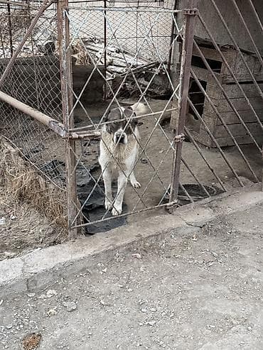 Ит бекер берем: Ит бекер берилет: Алабай, 1 жаш, Эркек, Эмделген — 5