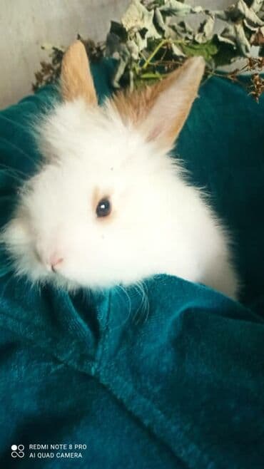 Пушистые домашнее белое чудо.в наличии всегда крольчата разных
