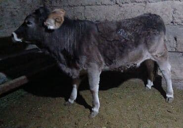 сх животные и товары: Продаю | Тёлка | Швицкая | Для разведения | Искусственник — 2