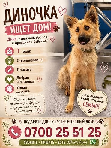 годик: Собака даром: 1 год, Самка, С прививкой — 1