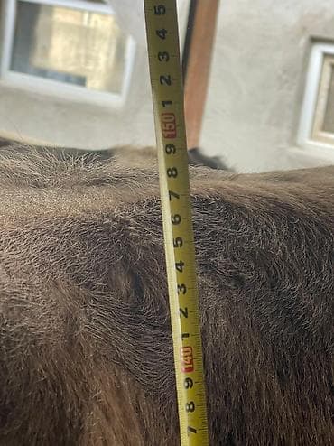 Мышыктар: Сатам | Бука (эркек) | Швиц | Бордоп семиртүү үчүн — 7