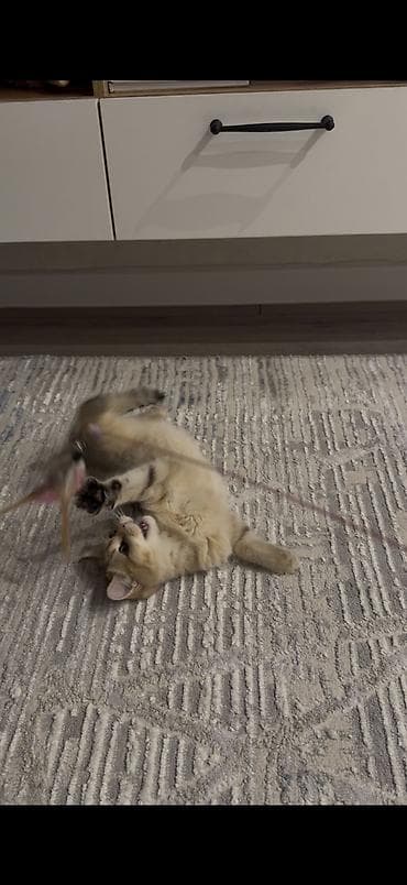 кошку купить: Скотиш Страйт (Шотландская прямоухая), 3 месяца, Девочка, Золотая шиншилла, Приучена к лотку — 4