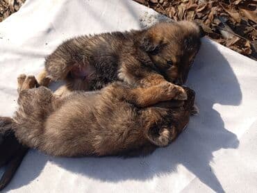 сколько пород собак в мире: Отдам щенят в добрые руки.Четыре кабеля и одна сучка.Возраст 2 месяца — 10