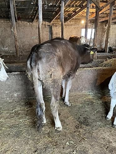 ит нарын: Сатам | Кунаажын | Бордоп семиртүү үчүн | Байланган — 4