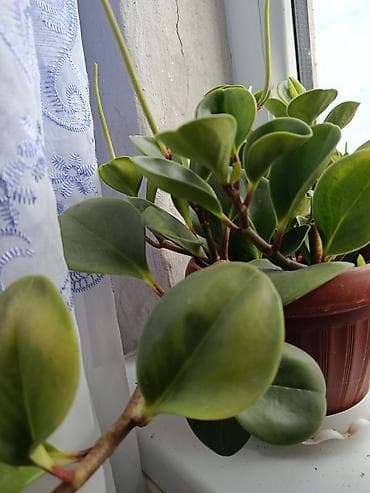 ковер чехол: Пеперомия туполистная (Peperomia obtusifolia) в горшке. - Компактный — 1