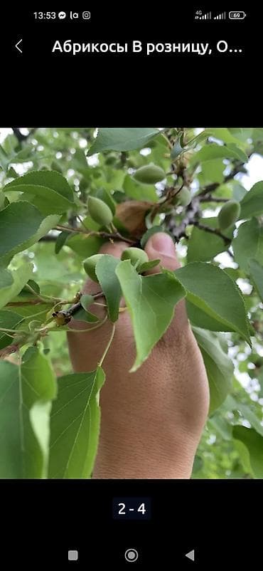 яблоко карликовые: 🍑Өрүктүн көк горо( корек)) сатылат Сорт 👍 Абрикос Королевкий зеленый — 3