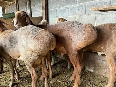 продажа кормов для сельскохозяйственных животных: Продаю | Баран (самец) | Для разведения | Племенные — 5
