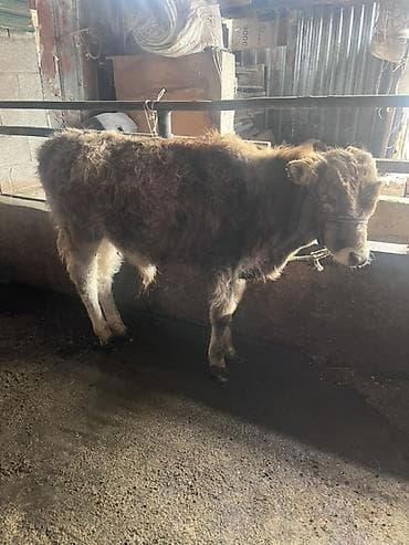 обрезки мясо: Продаю | Бык (самец) | Полукровка | На откорм | Привязанные — 3