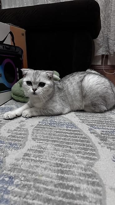 Другие животные: Продаю котенка 9 месяцев — 1